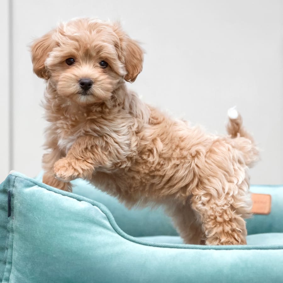 Cute Puppy threated by White Hall Veterinarians