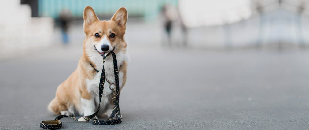 Welcome to Our White Hall Animal Hospital